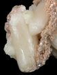 Peach Colored Stilbite Crystal Cluster - India #44437-2